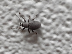 Otiorhynchus meridionalis