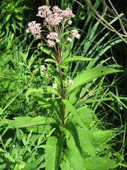Eutrochium maculatum
