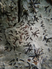 Phaeographis dendritica