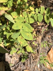 Rosa pisocarpa