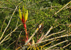 Tillandsia rothii