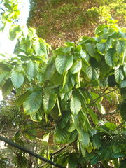 Beaumontia grandiflora