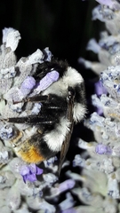 Bombus niveatus