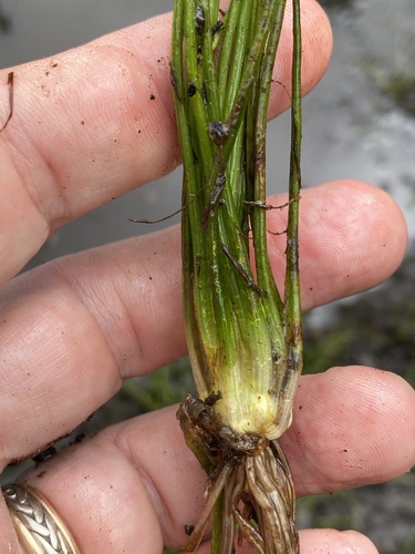 Strong quillwort (Isoetes valida)