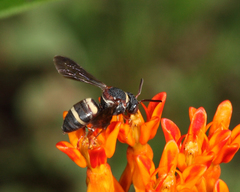 Epeolus bifasciatus