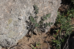 Pelargonium carnosum carnosum