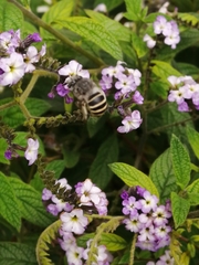 Anthophora marginata