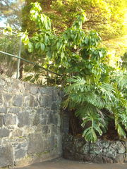 Beaumontia grandiflora