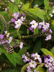 Anthophora marginata