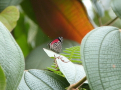 Diaethria clymena dodone