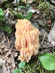 Ramaria subbotrytis