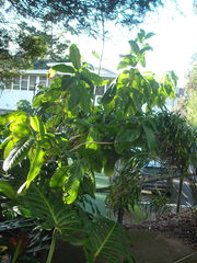 Beaumontia grandiflora
