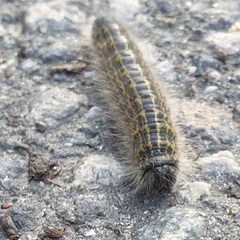 Phalera bucephala