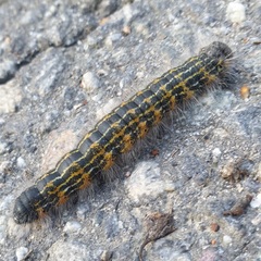 Phalera bucephala