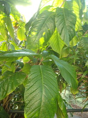 Beaumontia grandiflora