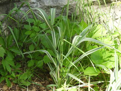 Phalaris arundinacea picta