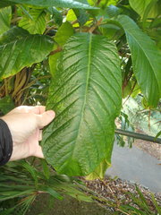 Beaumontia grandiflora
