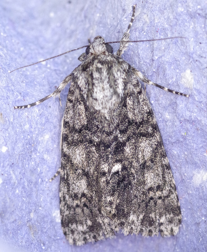 Acronicta rumicis