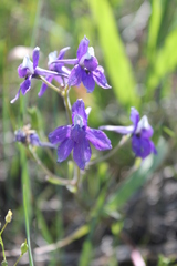 Delphinium bicolor