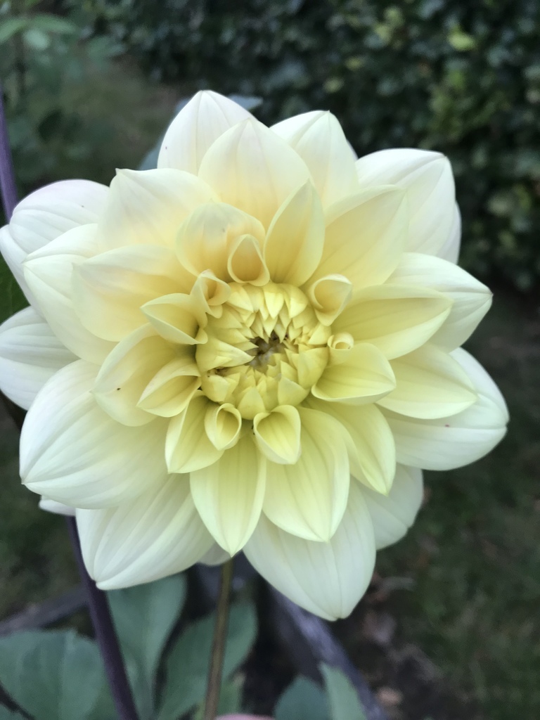 Dahlia