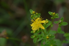 Hypericum maculatum