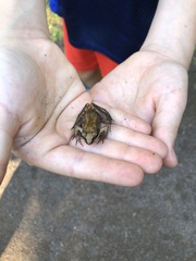 Lithobates sylvaticus image