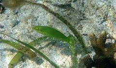 Halichoeres chloropterus