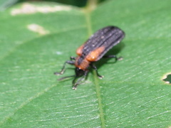 Odontota scapularis