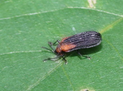 Odontota scapularis