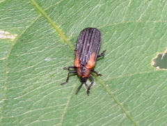 Odontota scapularis