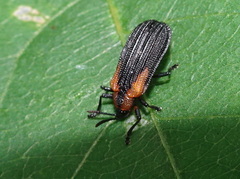Odontota scapularis