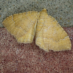 Camptogramma bilineata