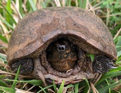 Kinosterninae