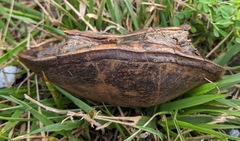 Kinosterninae