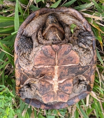 Kinosterninae