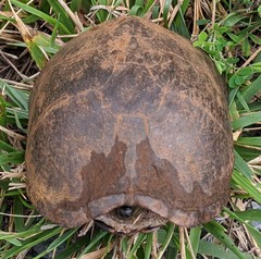 Kinosterninae