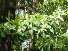 Byrsonima bucidifolia