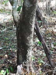 Byrsonima bucidifolia