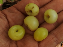 Byrsonima bucidifolia
