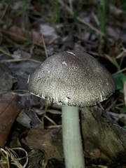 Pluteus ephebeus