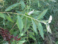 Salix