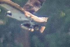 Ameiurus nebulosus