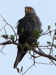Falco ardosiaceus