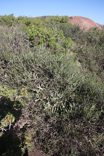 Image of Carpobrotus quadrifidus by (c) Tony Rebelo, some rights reserved (CC BY-SA)