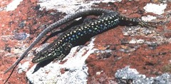 Azerbaidzhan Lizard photo 1