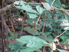 Psychotria carthagenensis