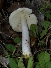 Pluteus ephebeus