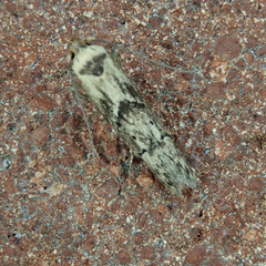 Blastobasis adustella