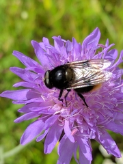 Volucella bombylans