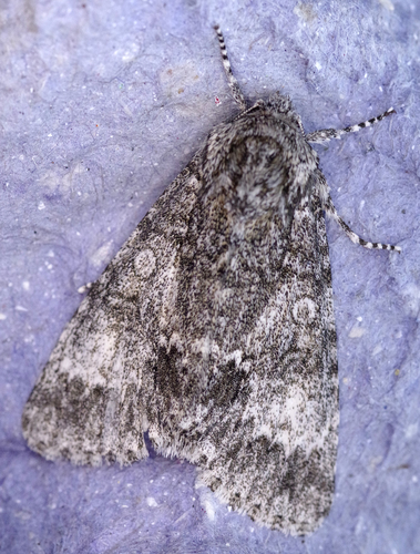 Acronicta megacephala